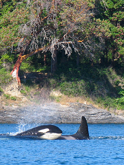 Contact San Juan Cruises Whale Watching Bellingham WA