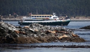 san-juan-cruises-deluxe-whale-watching-tour-victoria-star-2-in-the-san-juan-islands