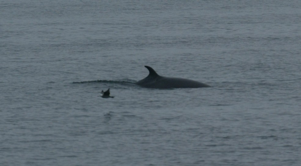 Whales & Wildlife Report – 8/11 (Minke Whales & Orca Whales) | Seattle ...