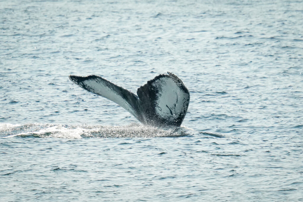Whale's tail (fluke) rising above the ocean as it dives.