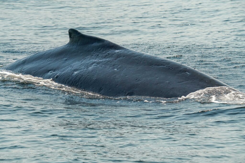 Back and dorsal fin of a large whale surfacing in calm blue ocean water