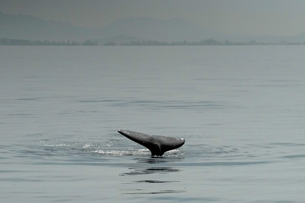 Whale tail fluke lifting from calm ocean, with a distant hazy shoreline and mountains on the horizon]