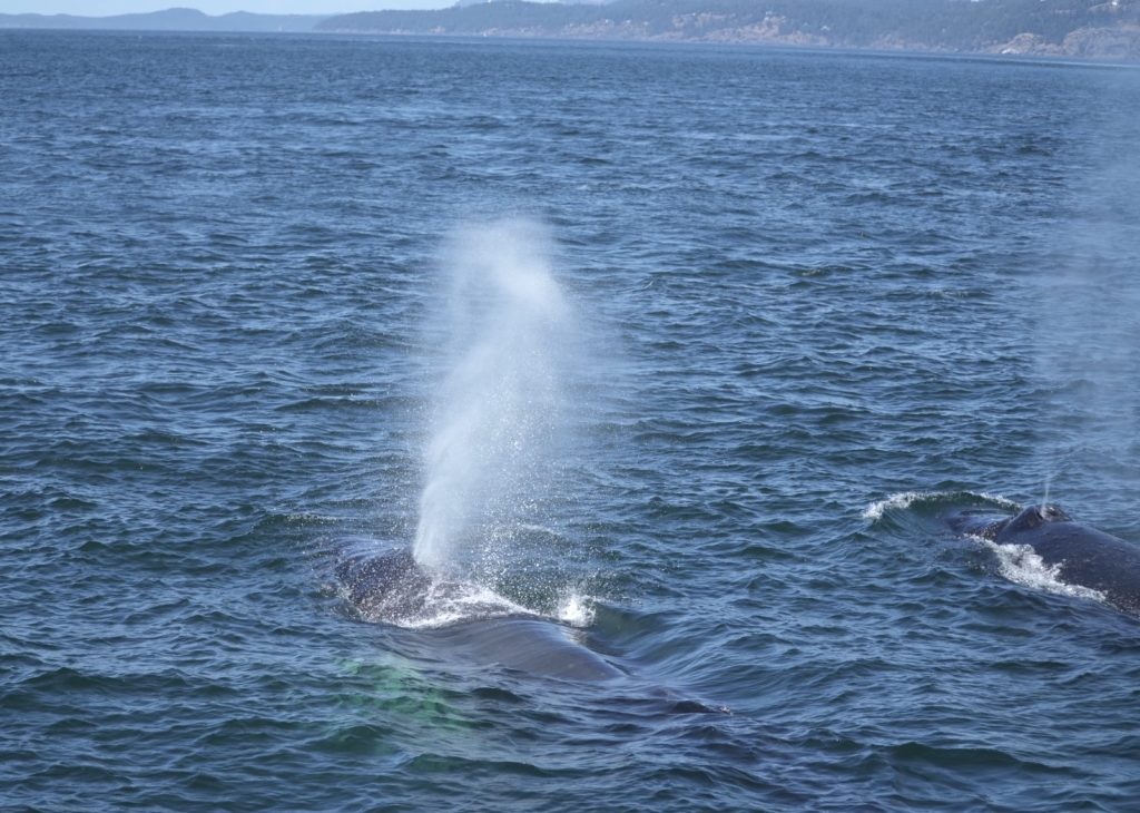 Whale at the surface spraying water from its blowhole as it exhales.