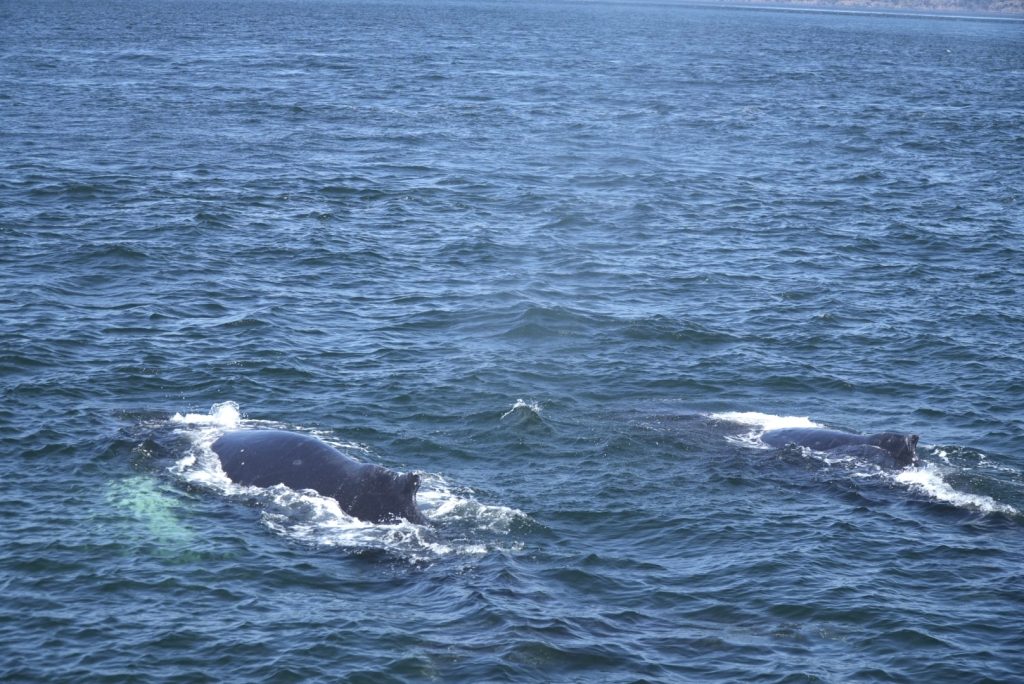 Two dark whales surfacing in a calm blue ocean with white spray around them.