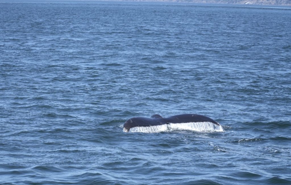 Whale fluke rising above the blue ocean surface as it dives.