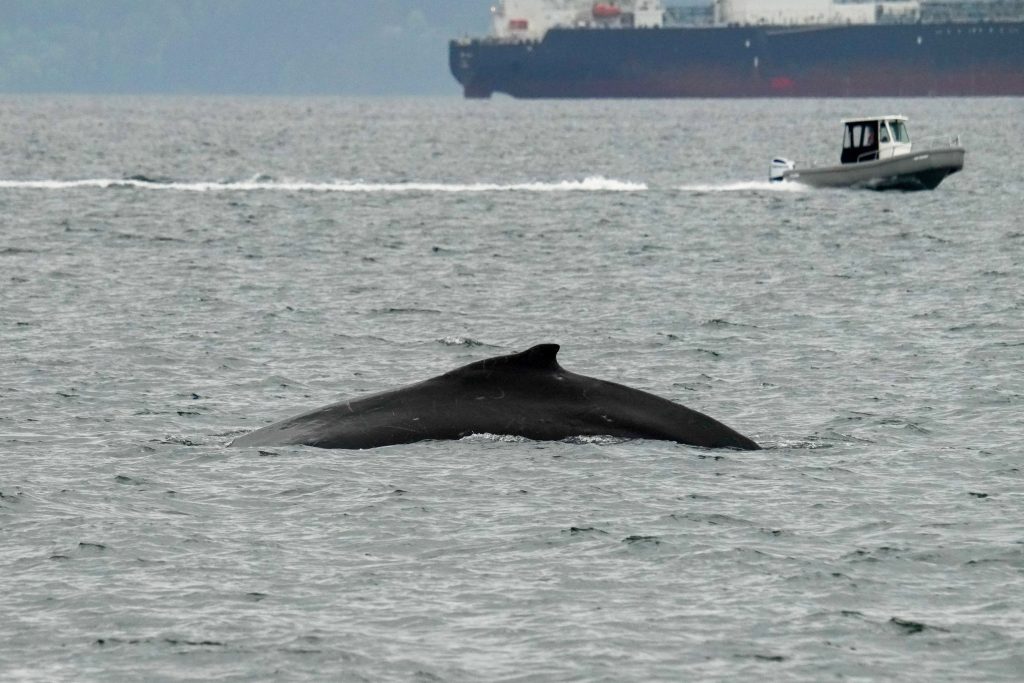 Large whale surfaces near the camera with a small motorboat to the right and a huge cargo ship in the distance.