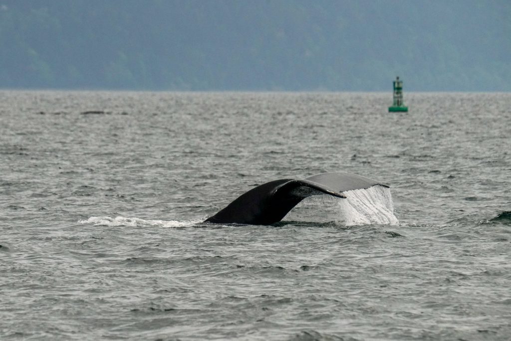 Green buoy floating in the sea with a large iceberg in the foreground and a hazy blue horizon in the background.
