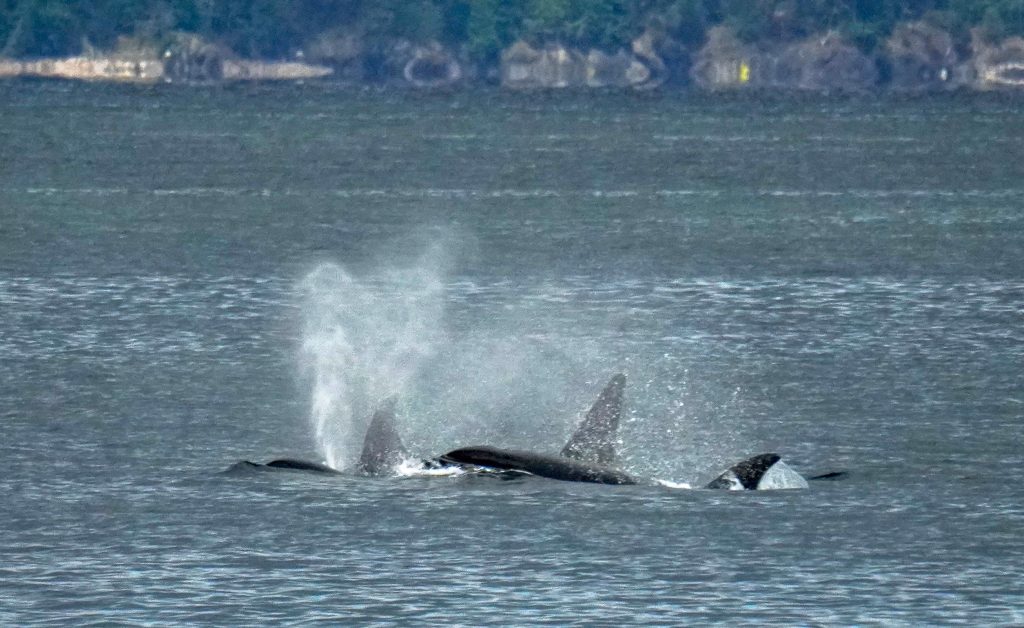 Two whale tails rise above the water, spraying as they dive near a distant rocky shoreline.