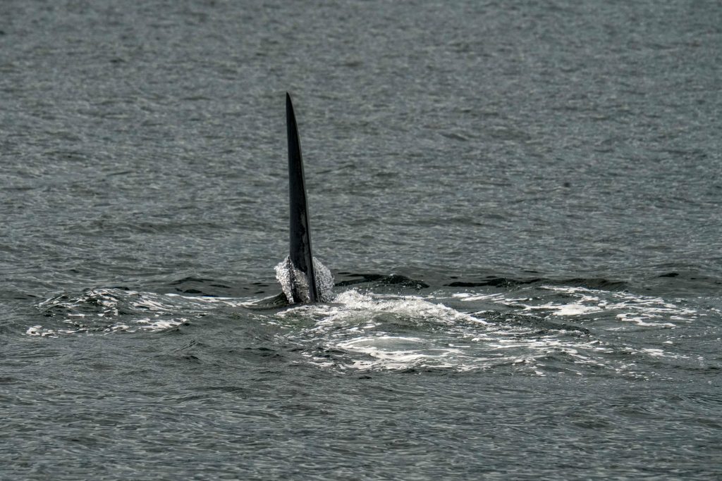 Tall, dark dorsal fin protruding from rough ocean water with white spray at the base. (Whale or large marine mammal fin)