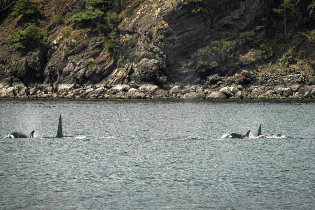 Group of orcas swimming near a rocky shoreline, with visible dorsal fins breaking the water’s surface in calm sea