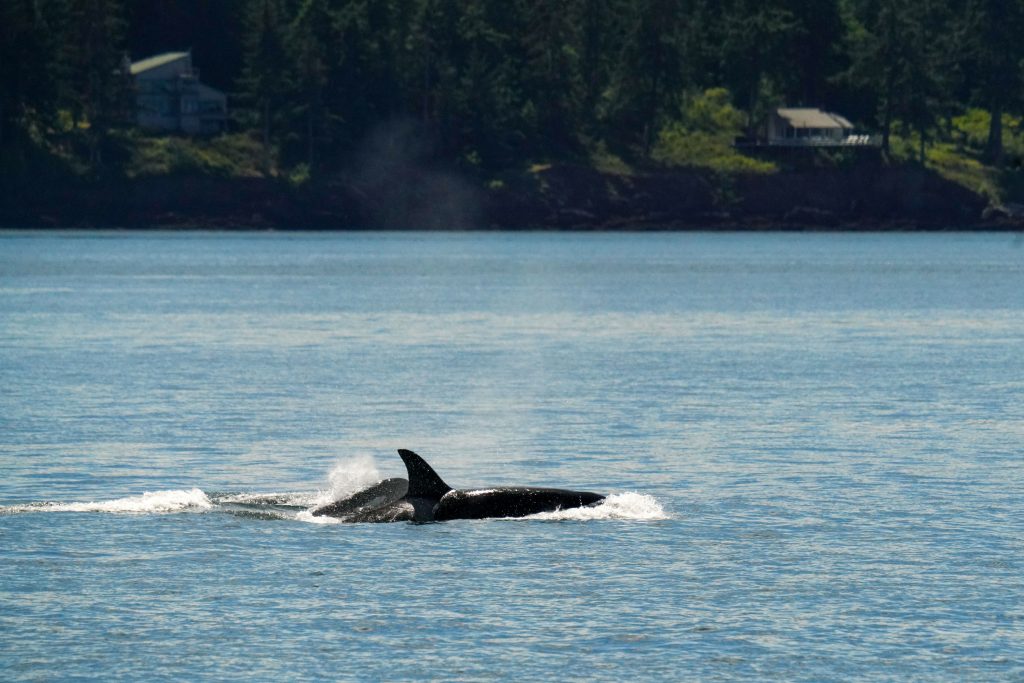 Orca near the surface of blue water with a forested shoreline and houses in the background.