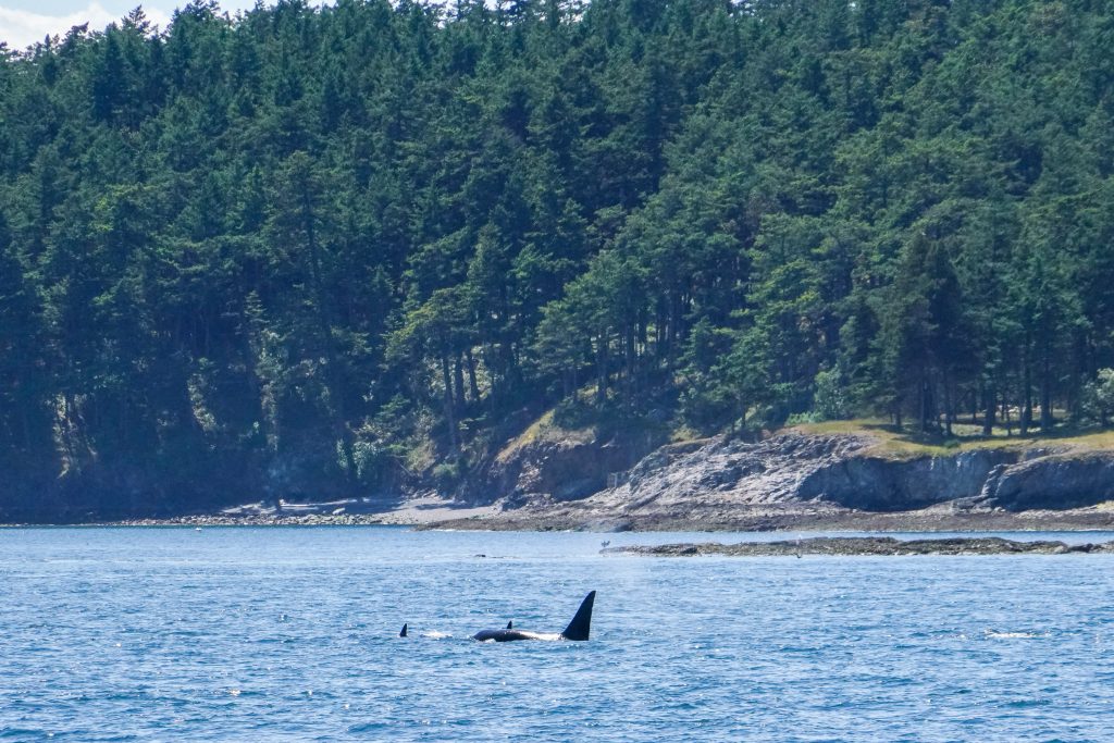 Orcas swimming near a rocky shore with a dense pine forest on a hillside in the background.
