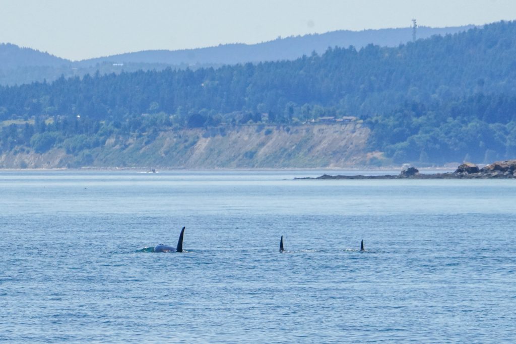 Two orcas surfacing near the water's surface with a forested coastline in the distance.