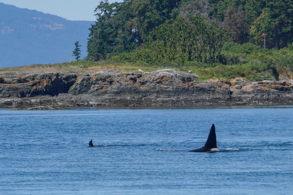 Two orcas with prominent dorsal fins swim near a rocky shoreline as a forested coast rises in the background.