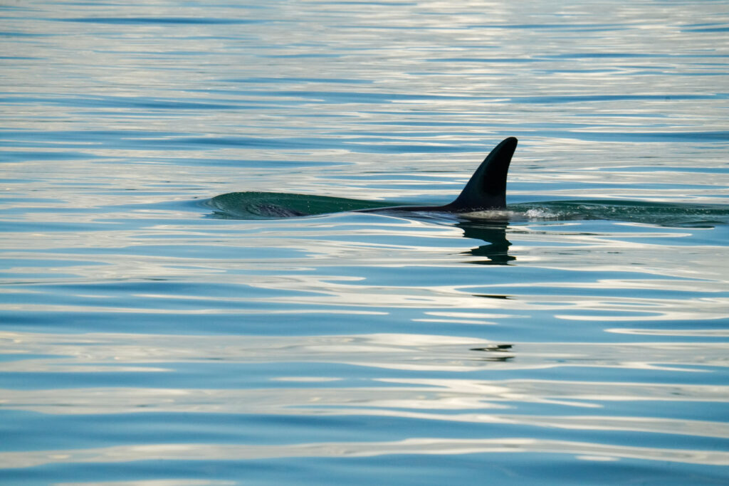 Orca with tall dorsal fin emerging from calm blue ocean surface.