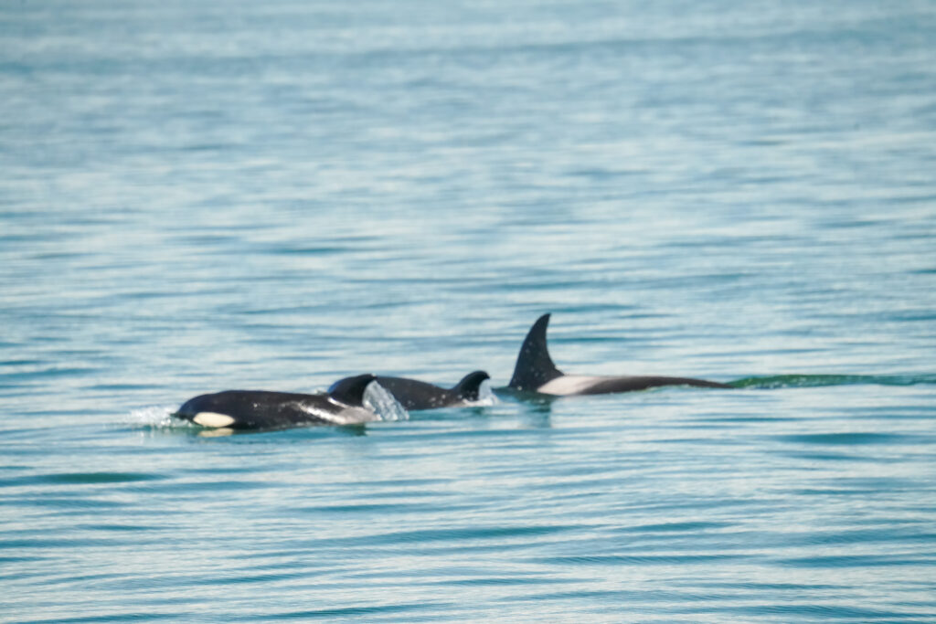 Dolphins swimming just below the water’s surface in a calm blue sea, dorsal fins visible.