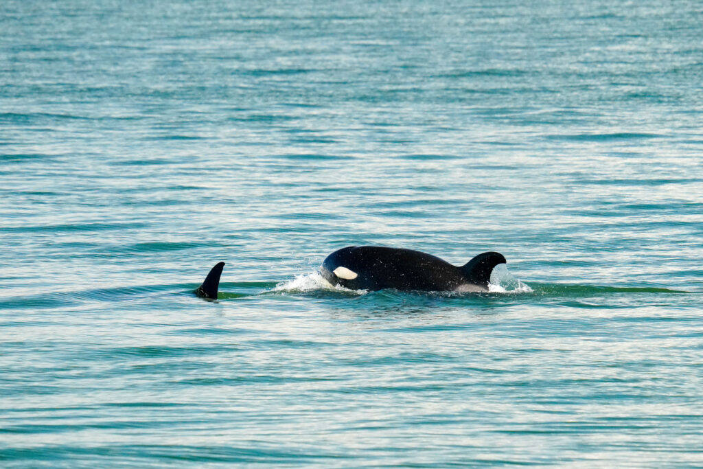 Two orcas surfacing in a blue-green sea, dorsal fins visible above the water surface.