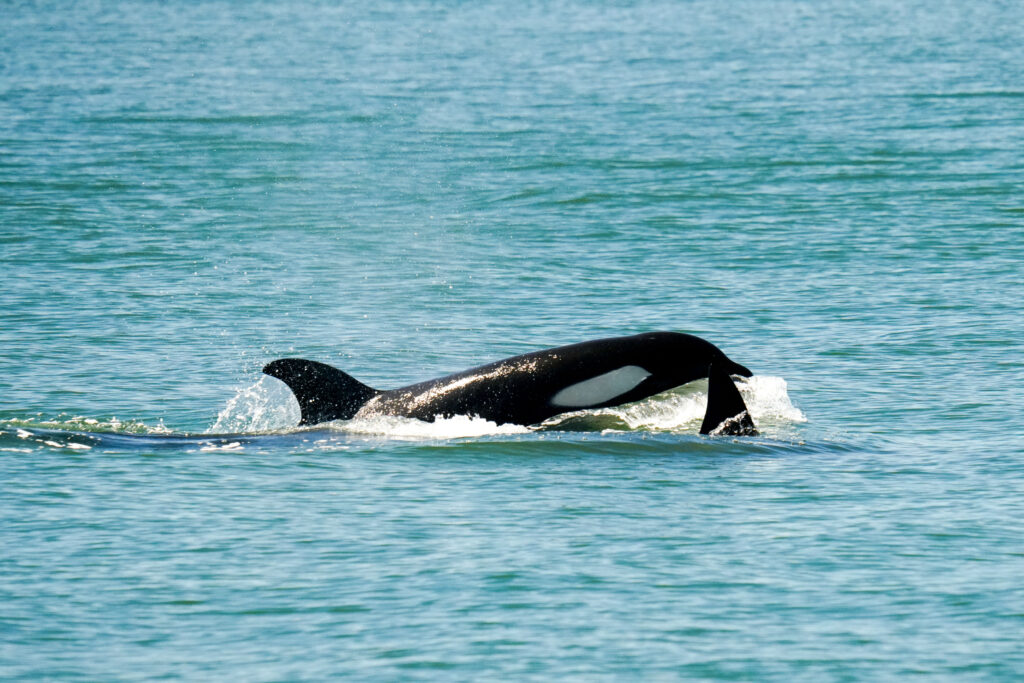 Orca whale surfacing in turquoise sea, dorsal fin visible above the waterline at the shore.