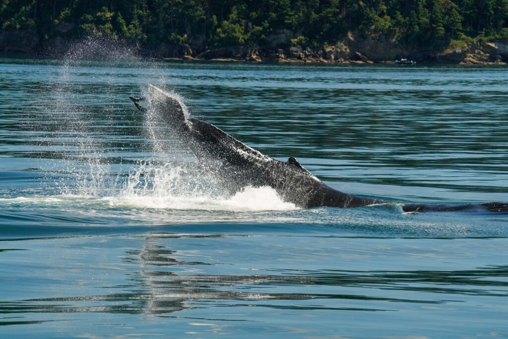Whale tail fluke arches above the water as spray flies around, with a forested coastline in the distance.