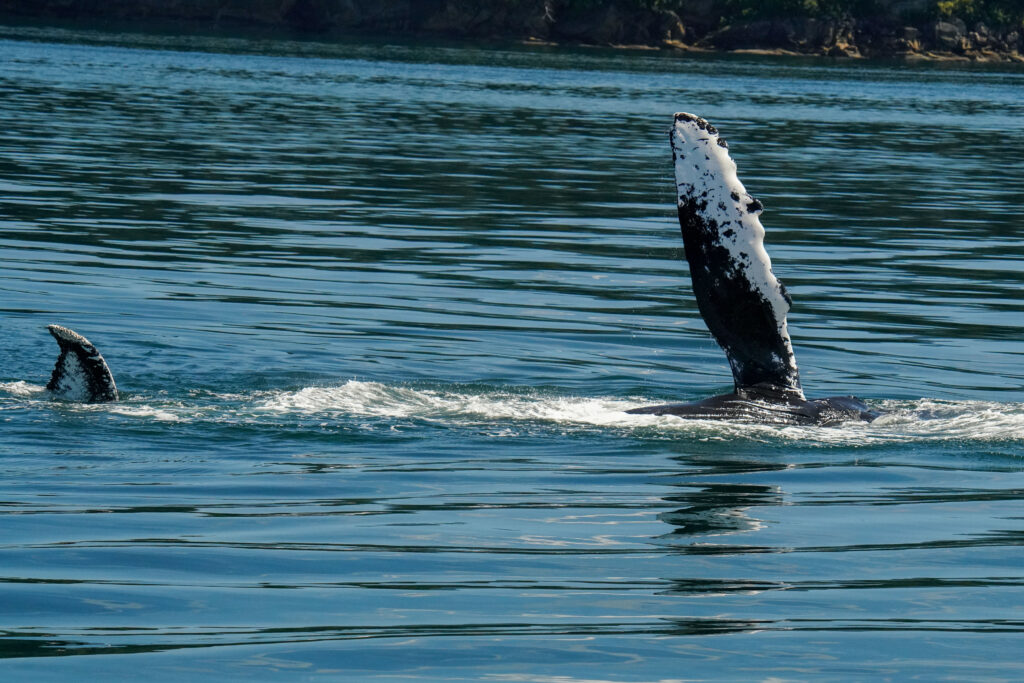 Two orcas breaking the surface of a calm blue ocean, with black bodies and white markings visible near a rocky shore in the background.