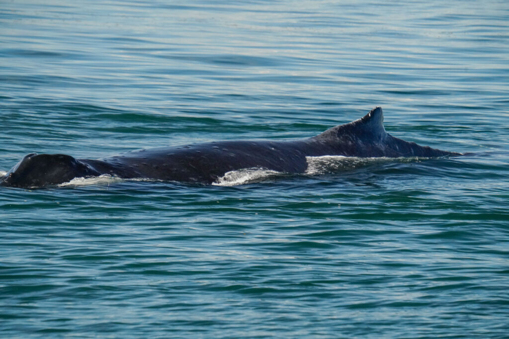 A dark whale surfaces in the blue ocean with its dorsal fin visible above the water surface.