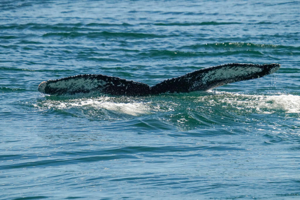 Whale's tail flukes lifted above the blue ocean as it dives, water droplets spraying from the fluke]