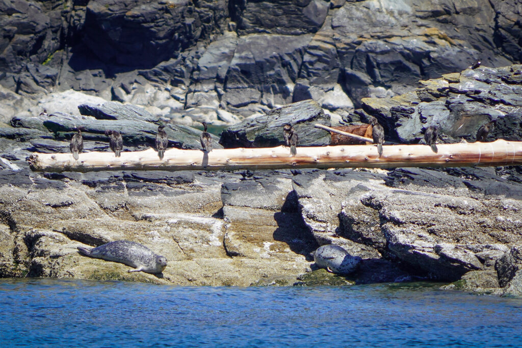 Group of dark seabirds perched along a weathered log on a rocky shoreline with blue water below.