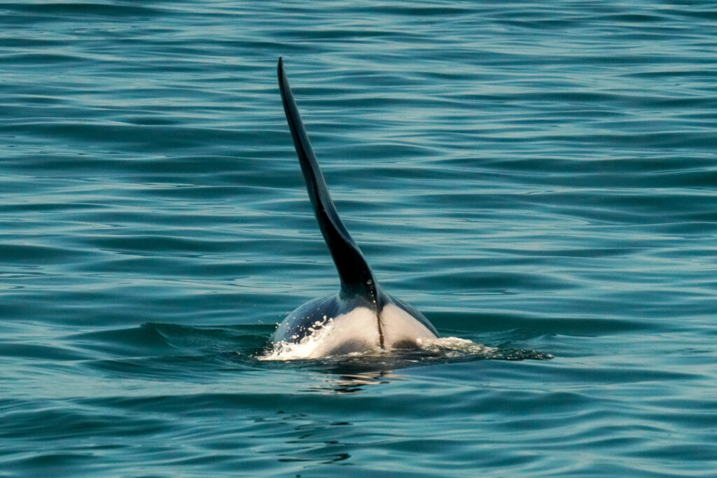 Dolphin's dorsal fin rising from blue-green ocean water as it surfaces.