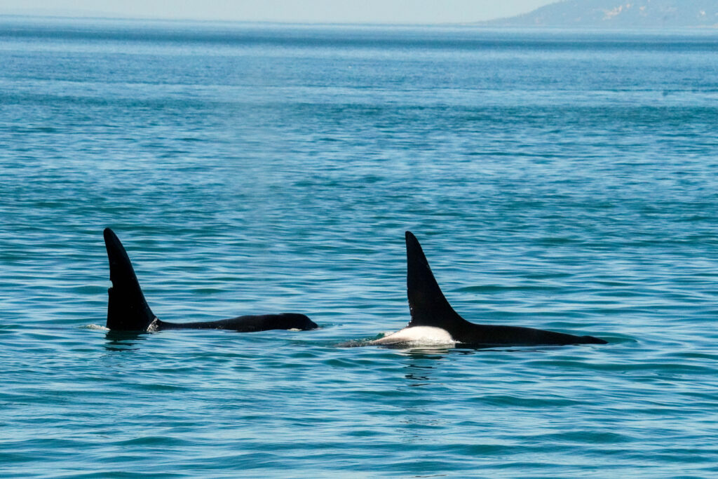 Two orcas with tall dorsal fins surfacing in a blue ocean near the horizon.