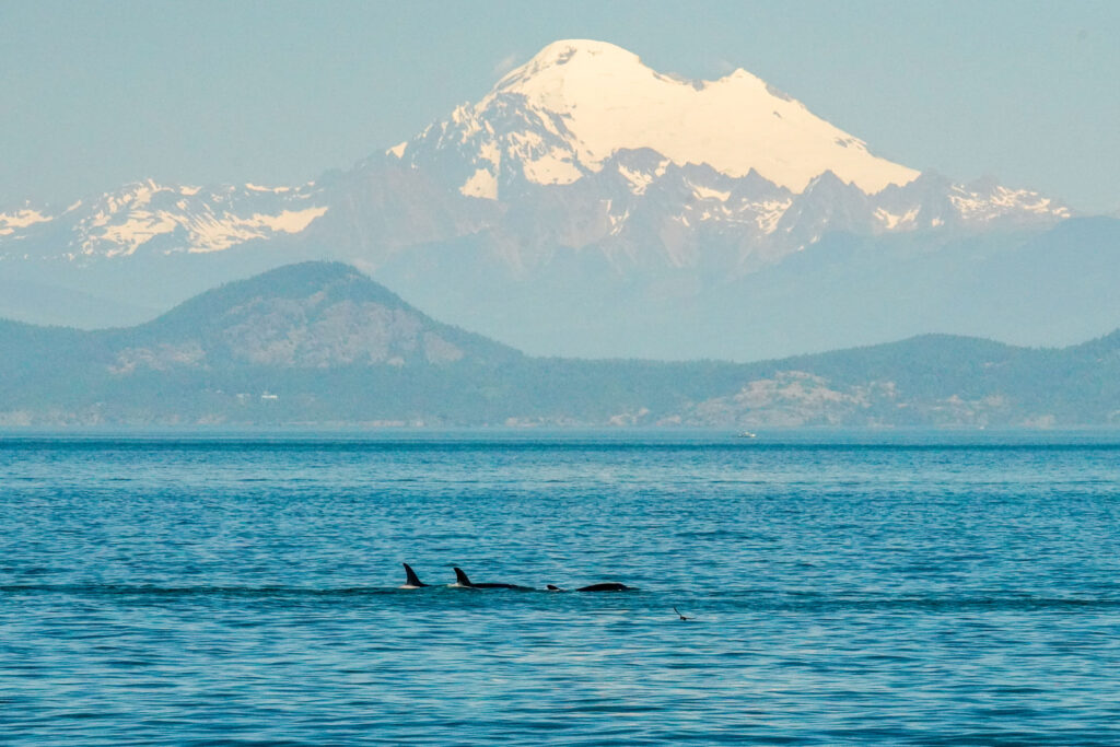 Two orcas rise near the surface of a blue ocean with a snow‑capped mountain in the background, hazy and distant.