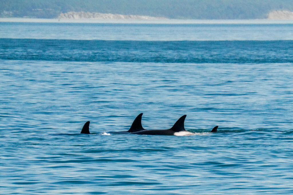 Several killer whales with tall dorsal fins glide at the surface of a calm blue sea, with a distant shoreline in the background.