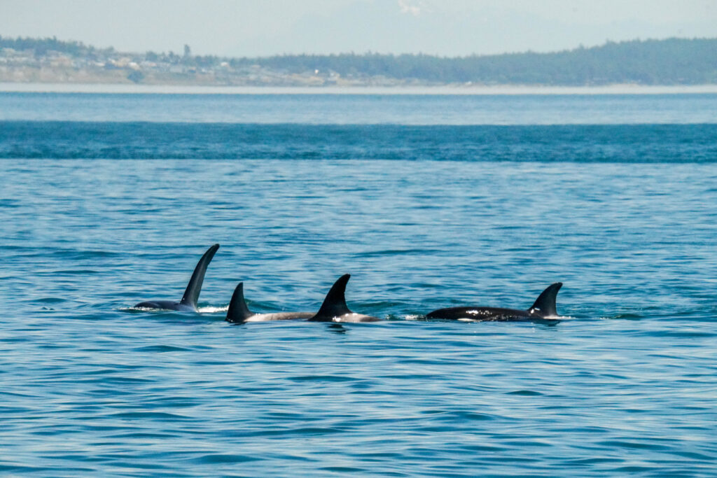 Dorsal fins of several dolphins surfacing in a calm blue sea with a distant coastline in the background.