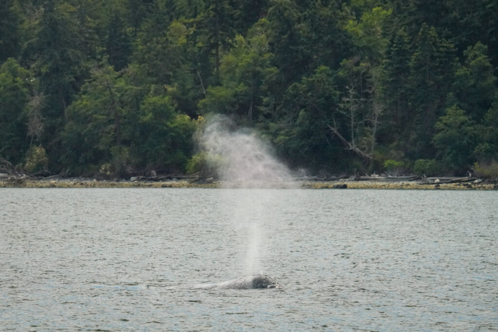 Whale surfacing and blowing a spout near a rocky shoreline with dense green forest in the background.