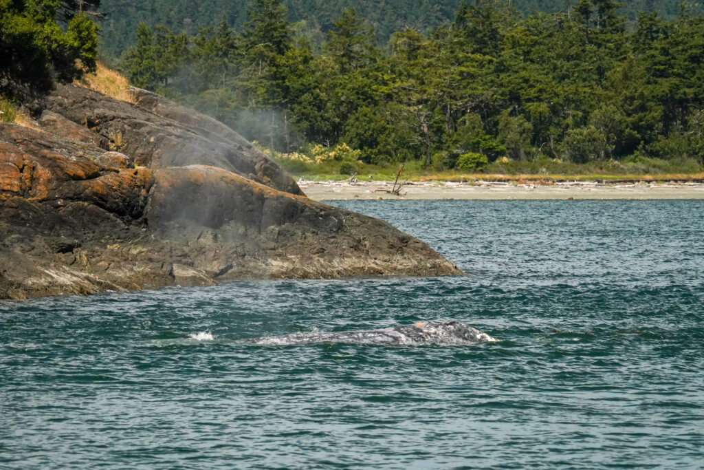 Rocky shoreline with evergreen trees on a forested hillside meeting calm blue-green water.