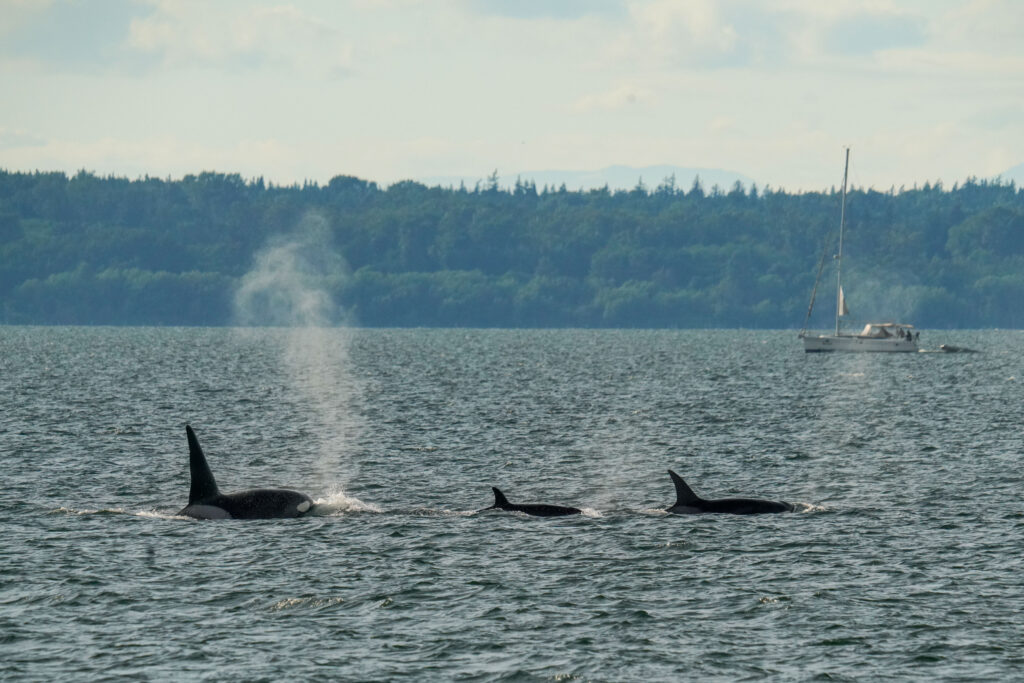 Four orcas swimming near the surface in open water, with a sailboat and forested shoreline in the background.
