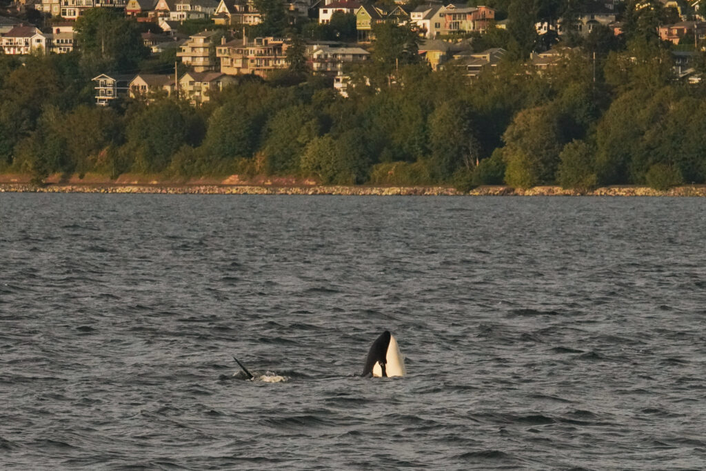 Orcas surfacing near a rocky shoreline with trees and houses in the background.