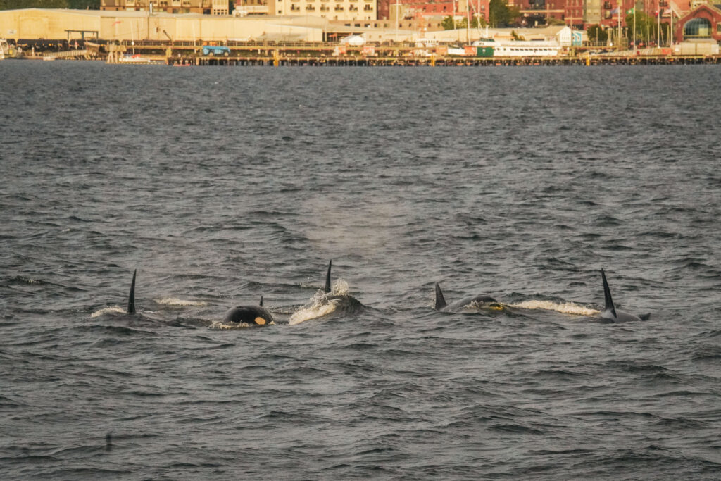 Pod of dolphins surfacing in a harbor, with a city waterfront and piers in the background.