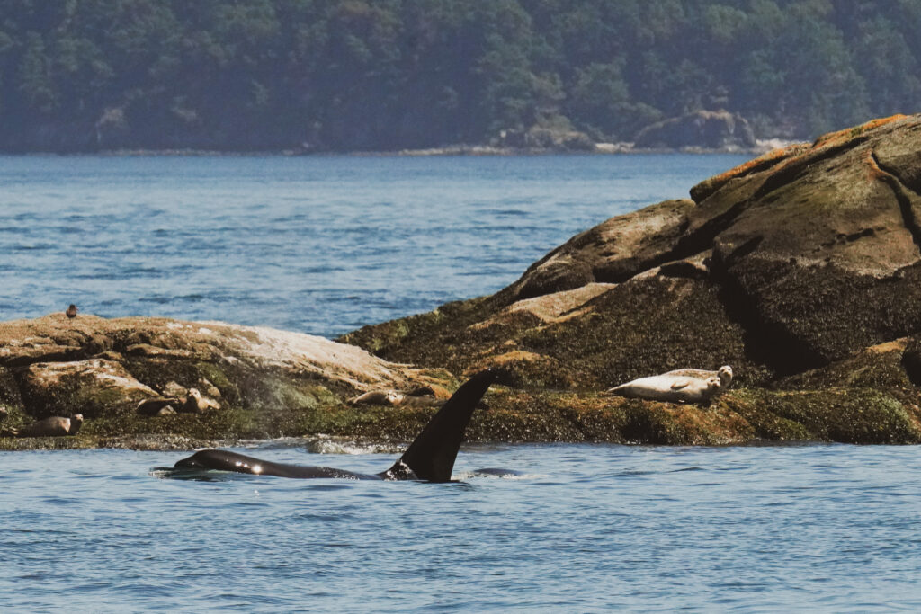 Seals sunning on a rocky shore along a blue sea with a forested coastline in the distance.