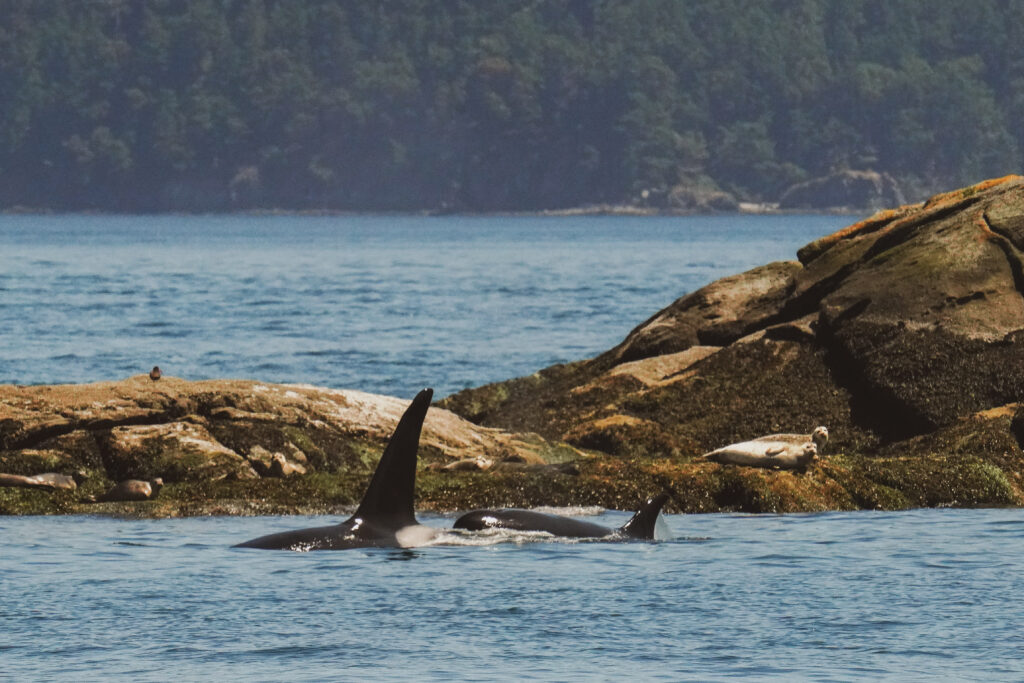 Two orcas surfacing near a rocky shoreline with blue water and forested hills in the background.