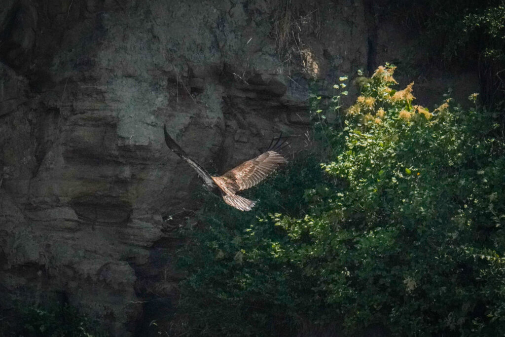 A brown hawk in flight with outstretched wings over a rocky cliff and green shrubs on the right.