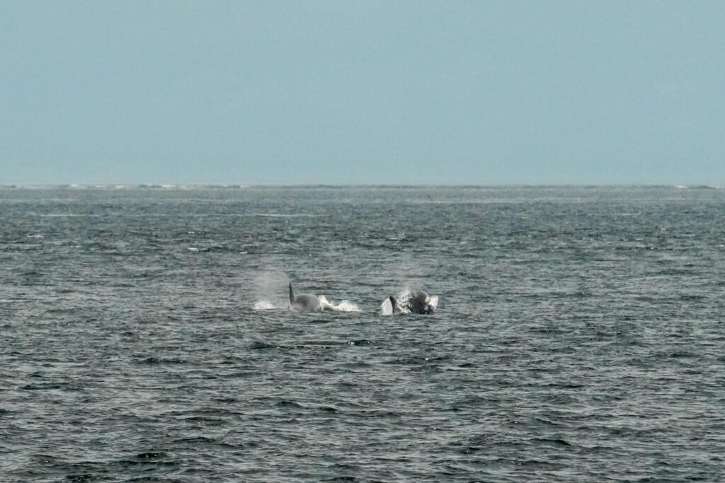 Group of whales surfacing and spouting in open sea near the horizon, with waves around them.