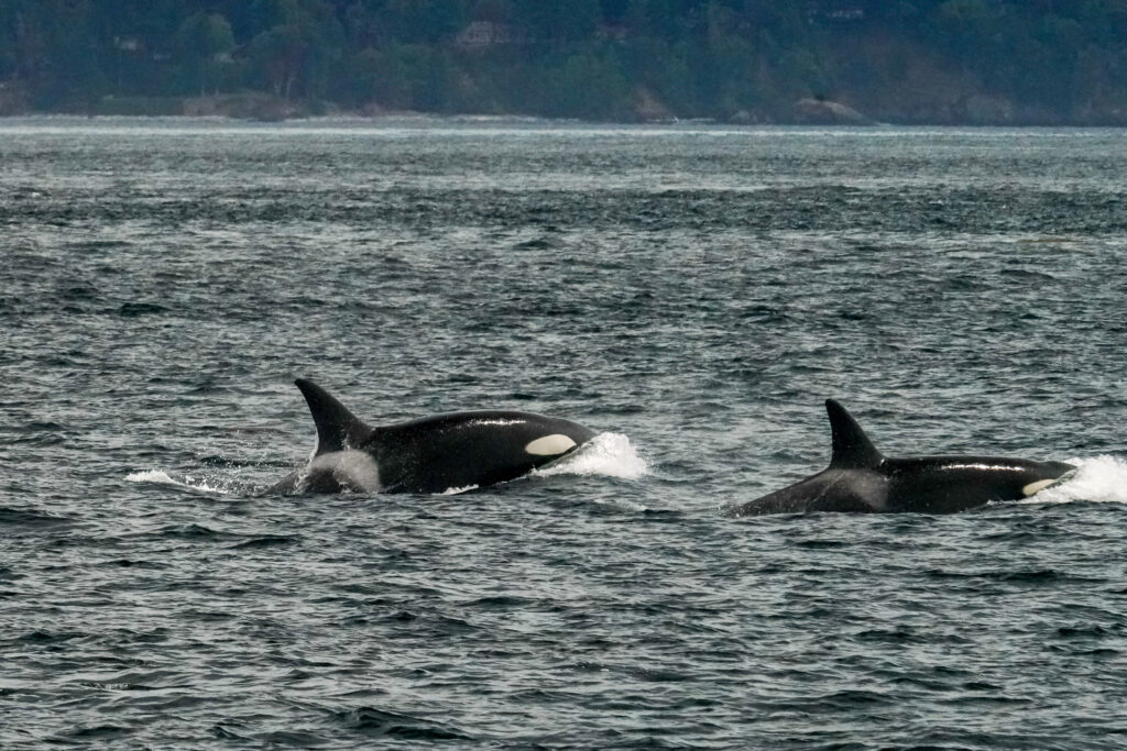 Two orcas surface in a choppy sea, with a distant forested shoreline in the background.