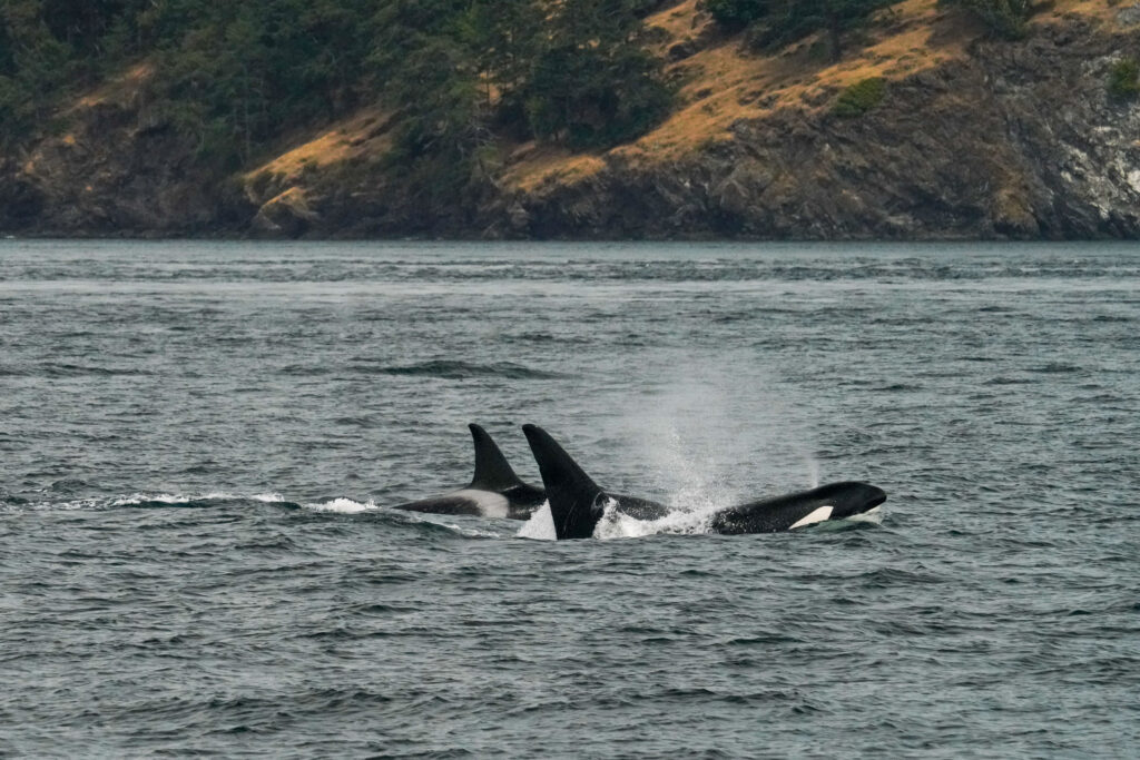 Two orcas surfacing in the ocean near a rocky, forested shoreline.