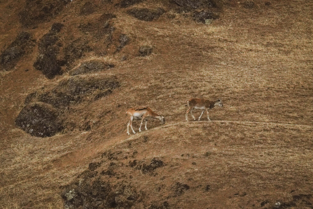 Two foals grazing on a brown grassy hillside with scattered rocks and patches of exposed earth in a rugged landscape on a hillside.