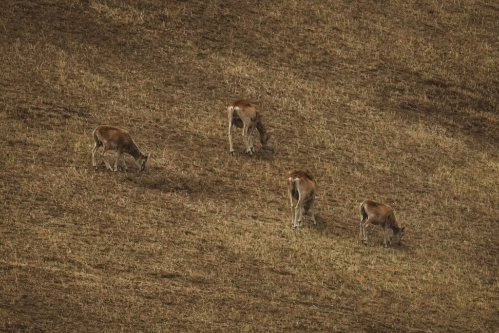 Group of gazelles grazing on a dry, grassy hillside under brownish light.