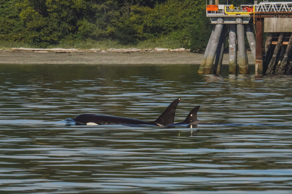 Two orcas swim near a pier with wooden pilings, calm water and a green shoreline in the background.