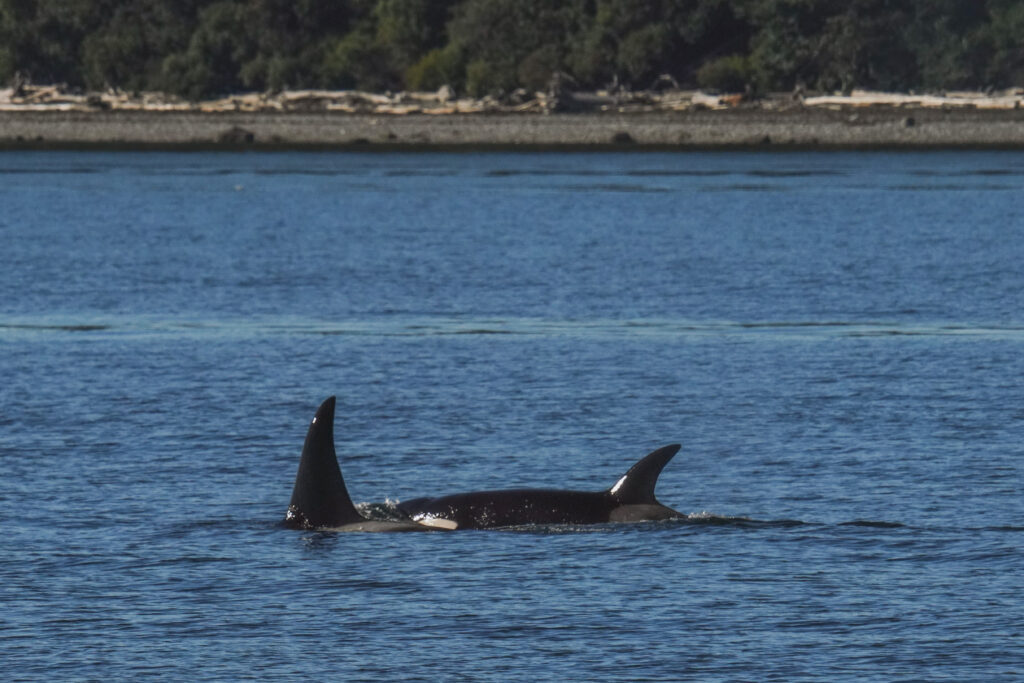 Two orcas surface-swimming with visible dorsal fins in a calm blue ocean, rocky shoreline in the background.