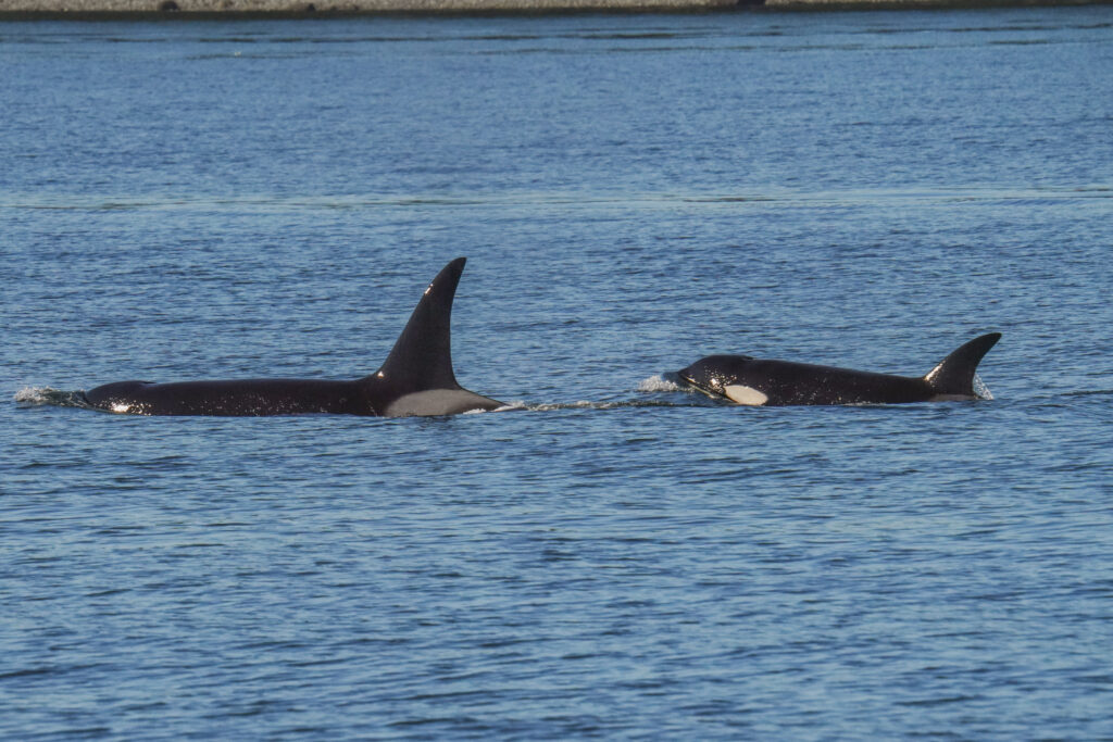 Two orcas swimming side by side in the blue ocean, dorsal fins cutting the water surface.