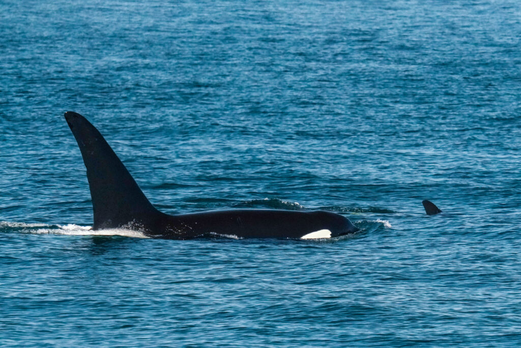 Two orcas swimming in open blue ocean with their tall dorsal fins visible above the waterline.