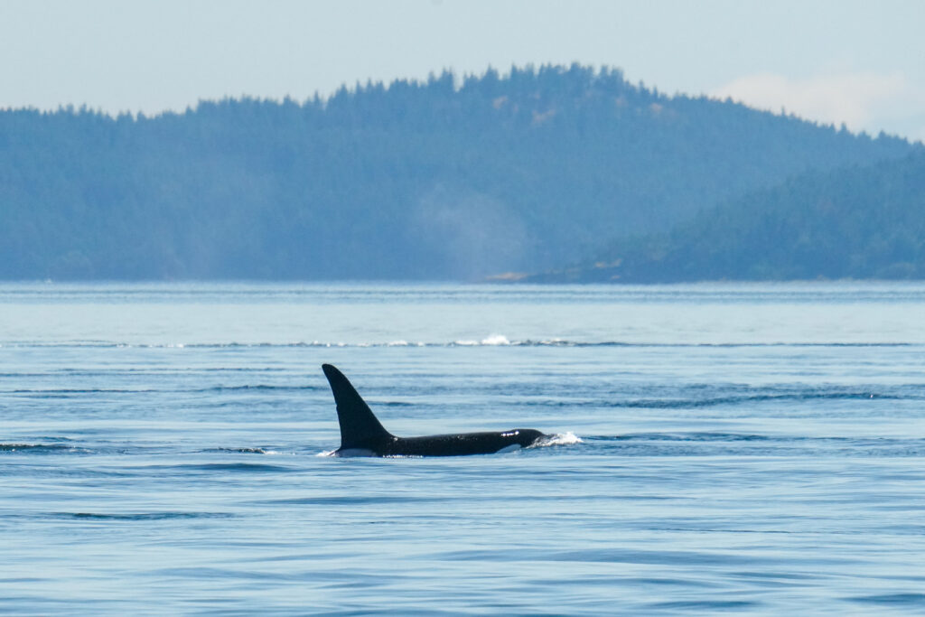 Whale tail fluke rising from the ocean with a forested island in the distance.